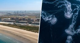 Francia ha dado con algo capaz de paralizar una central nuclear: enjambres de medusas
