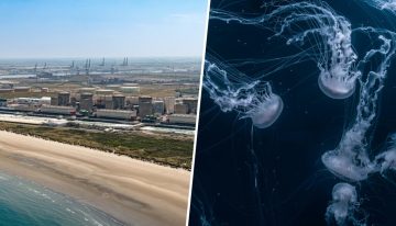 Francia ha dado con algo capaz de paralizar una central nuclear: enjambres de medusas
