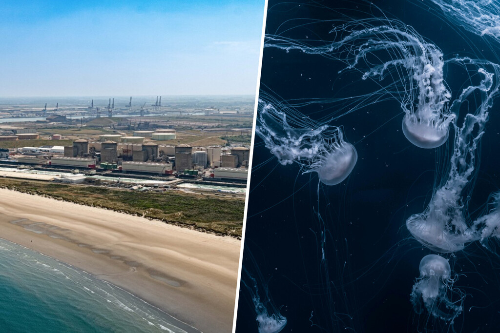 Francia ha dado con algo capaz de paralizar una central nuclear: enjambres de medusas