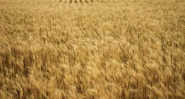Las lluvias de la primavera han generado un problema inesperado a los agricultores españoles: cereal demasiado barato