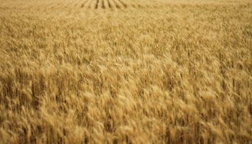 Las lluvias de la primavera han generado un problema inesperado a los agricultores españoles: cereal demasiado barato
