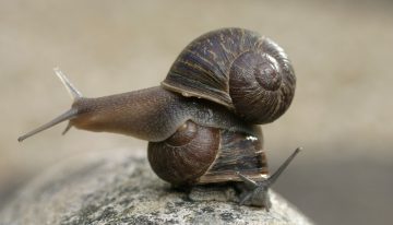 Un simple gen puede enviar un castigo divino a los caracoles: convertirlos en «zurdos»