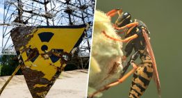 Cuando EEUU se puso a investigar un tanque de desechos nucleares se encontró con una pesadilla aún peor: avispas radioactivas