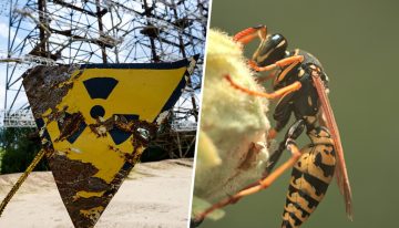 Cuando EEUU se puso a investigar un tanque de desechos nucleares se encontró con una pesadilla aún peor: avispas radioactivas