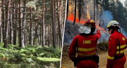 Si la pregunta es cómo blindar el monte a los incendios, en Soria tienen una solución ancestral: suerte de pinos