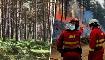 Si la pregunta es cómo blindar el monte a los incendios, en Soria tienen una solución ancestral: suerte de pinos