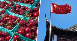 China está viviendo una fiebre por las cerezas y España quiere convertirse en su gran huerta. No lo tendrá fácil