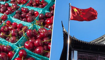 China está viviendo una fiebre por las cerezas y España quiere convertirse en su gran huerta. No lo tendrá fácil