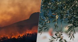 Este año parecía destinado a ser el de la recuperación de las cosechas. Las olas de calor y el fuego están cambiando esto