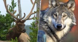 Un siglo de herbívoros a sus anchas estaba acabando con Yellowstone. La salvación era lógica: llamar al lobo