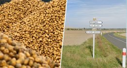 Alguien decidió regalar 500 toneladas de patatas al primero que llegase. Resultado: un peregrinaje de necesitados y pillos
