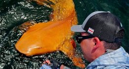 Un hombre en Costa Rica pescó a un tiburón naranja y blanco: es tan extraño que la ciencia ha tenido que investigarlo