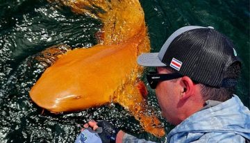 Un hombre en Costa Rica pescó a un tiburón naranja y blanco: es tan extraño que la ciencia ha tenido que investigarlo