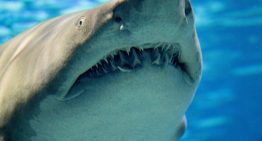 Los océanos se están volviendo tan ácidos que está pasando algo inédito: hay tiburones perdiendo los dientes