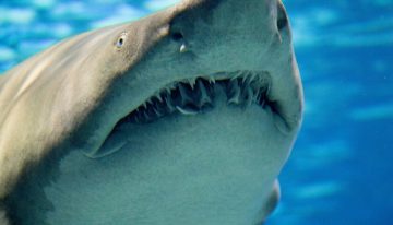 Los océanos se están volviendo tan ácidos que está pasando algo inédito: hay tiburones perdiendo los dientes
