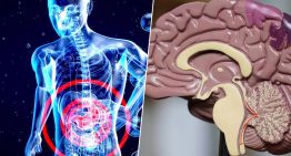 El cuerpo avisa del alzhéimer mucho antes que el cerebro. La pista está en el estómago