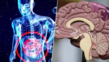 El cuerpo avisa del alzhéimer mucho antes que el cerebro. La pista está en el estómago