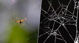 En 1995, la NASA se puso a drogar arañas con anfetaminas, marihuana y la más devastadora: cafeína