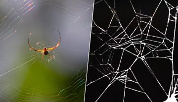 En 1995, la NASA se puso a drogar arañas con anfetaminas, marihuana y la más devastadora: cafeína