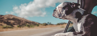 Los animales han probado la droga en nombre de la ciencia. Esto es lo que hemos aprendido 