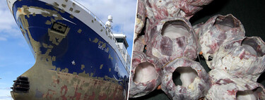 El acero tiende a corroerse bajo el agua. Unos investigadores creen tener la clave para evitarlo: percebes 
