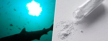 Brasil analizó 13 tiburones frente a la costa de Río de Janeiro. Todos los ejemplares dieron positivo en cocaína