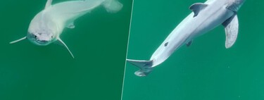 Por primera vez tenemos imágenes de un tiburón blanco recién nacido. Y resuelven un viejo misterio sobre su especie