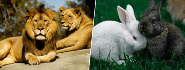 Un zoo de Dinamarca quiere alimentar a sus fieras con mascotas: "Nada se desperdicia y seguimos con la naturaleza"