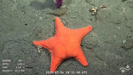 Por lo que sea, los usuarios la han bautizado como "Estrella culona" | Imagen: Xataka Argentina