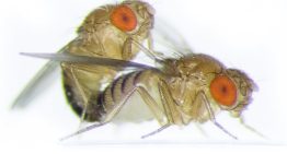 Una modificación genética transfiere a una mosca la costumbre de otra especie de regurgitar antes de copular