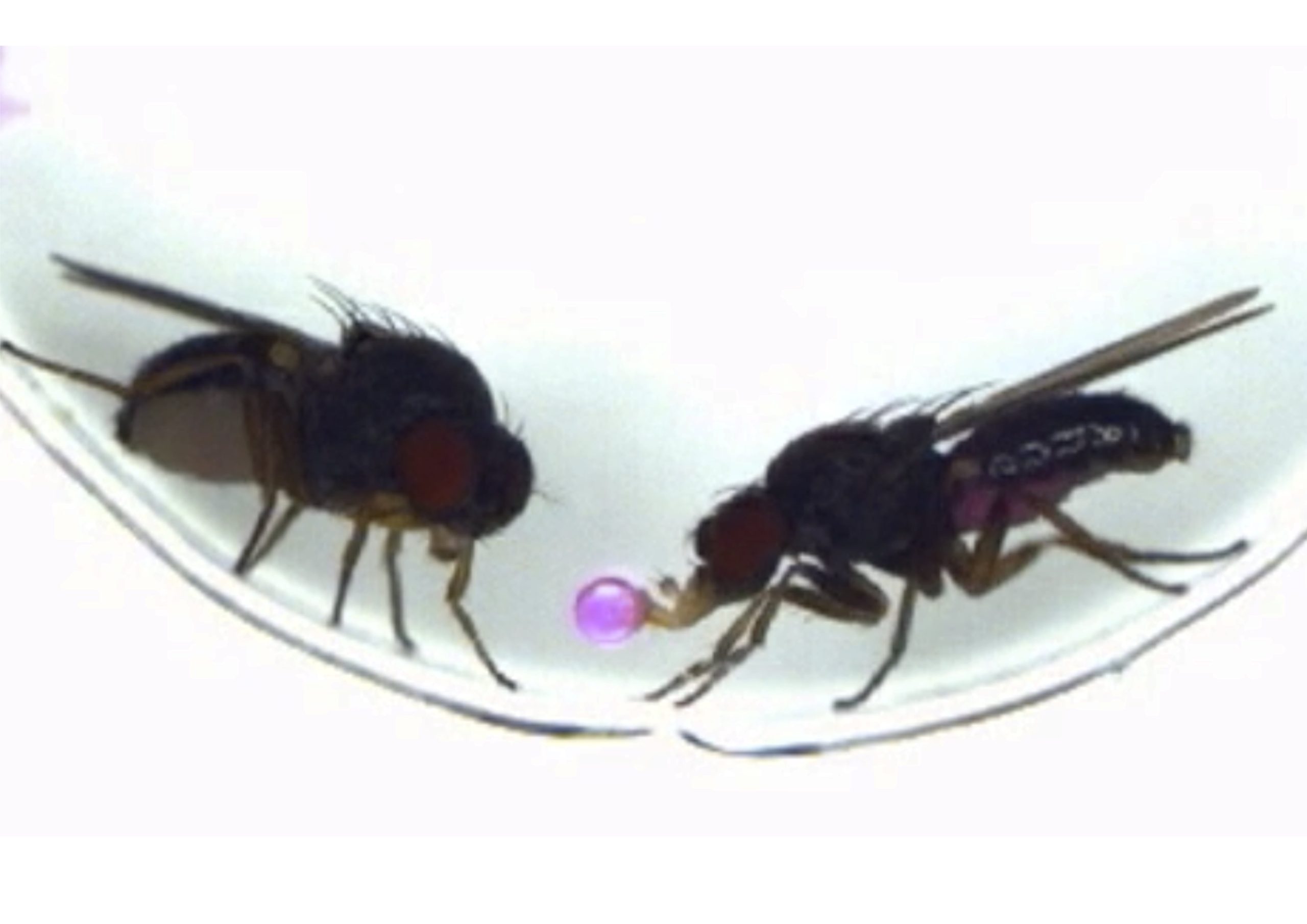 Un macho de la mosca 'Drosophila subobscura', en plena regurgitación para cortejar a la hembra.