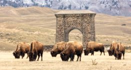 La última manada de bisontes reverdece las praderas americanas