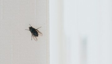3 productos top que son la solución definitiva para terminar con las moscas en casa