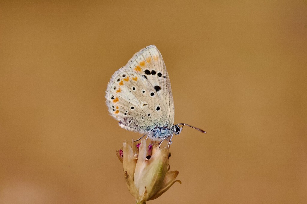 Una escurridiza mariposa se ha convertido en el animal con mayor número de cromosomas del que tenemos noticia: 229 pares