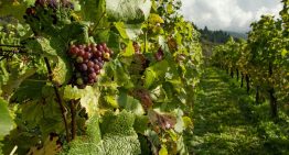 El sector del vino no levanta cabeza: los agricultores esperan una de las peores vendimias de lo que va de siglo