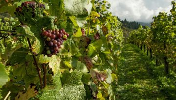 El sector del vino no levanta cabeza: los agricultores esperan una de las peores vendimias de lo que va de siglo