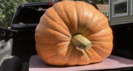 La pregunta no es cómo se logra cultivar una calabaza de 1.000 kilos: es por qué hay tanta gente intentándolo