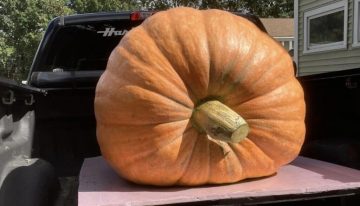 La pregunta no es cómo se logra cultivar una calabaza de 1.000 kilos: es por qué hay tanta gente intentándolo