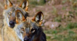 El lobo lleva años siendo una enorme patata caliente política. En Asturias permitirán a los cazadores que los abatan