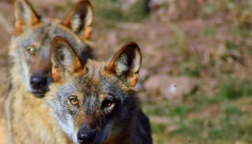 El lobo lleva años siendo una enorme patata caliente política. En Asturias permitirán a los cazadores que los abatan