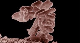 El 95% de los plásticos se fabrica con petróleo y gas. Japón ha conseguido que en su lugar los produzca una bacteria
