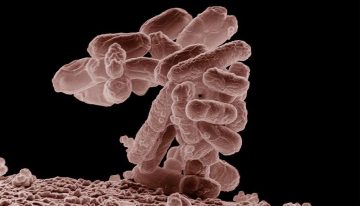 El 95% de los plásticos se fabrica con petróleo y gas. Japón ha conseguido que en su lugar los produzca una bacteria