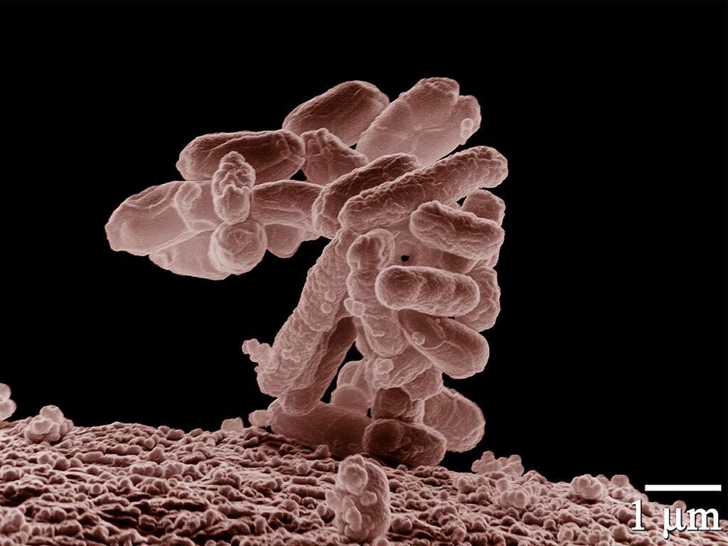 El 95% de los plásticos se fabrica con petróleo y gas. Japón ha conseguido que en su lugar los produzca una bacteria