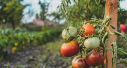 El verano ha sido tan duro que se ha llevado por delante hasta al ingrediente más veraniego de la ensalada: el tomate