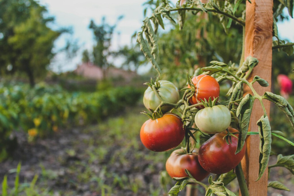 El verano ha sido tan duro que se ha llevado por delante hasta al ingrediente más veraniego de la ensalada: el tomate 