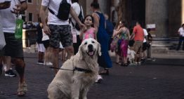 En su lucha contra el turismo masivo, Italia ha entrado en un terreno inexplorado: un impuesto a los perros de los turistas