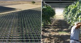 Una bodega italiana instaló paneles solares sobre sus viñedos y descubrió algo inesperado: mejoran la calidad del vino