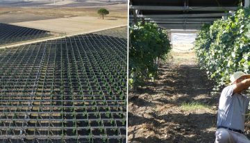 Una bodega italiana instaló paneles solares sobre sus viñedos y descubrió algo inesperado: mejoran la calidad del vino