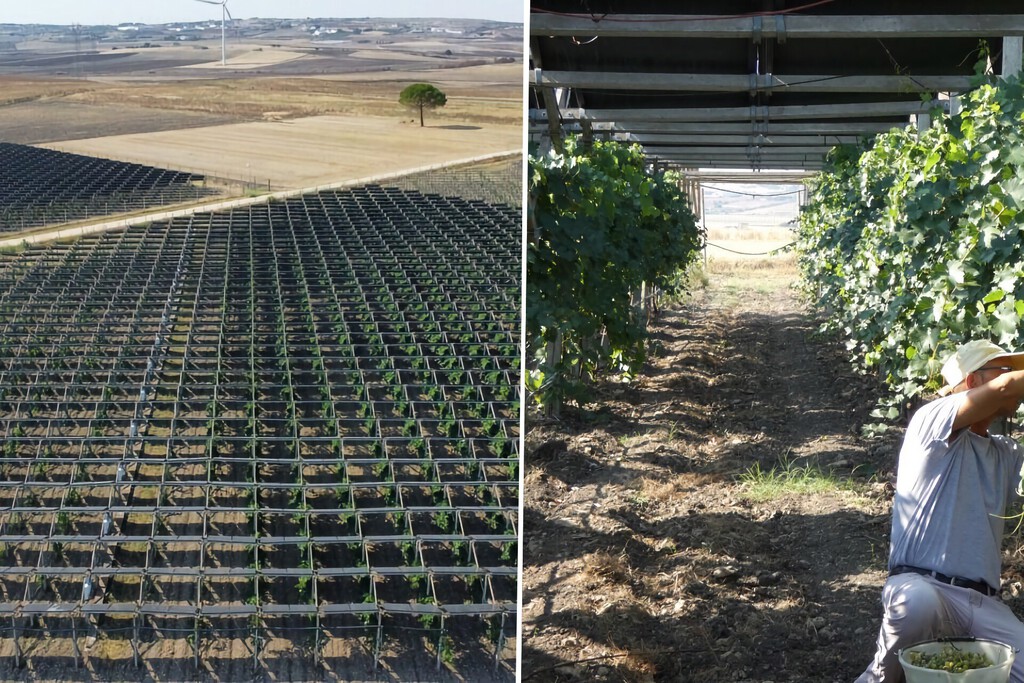 Una bodega italiana instaló paneles solares sobre sus viñedos y descubrió algo inesperado: mejoran la calidad del vino 