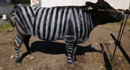 El alcohol ayuda a hablar idiomas, las moscas evitan a las vacas disfrazadas de cebras y otras investigaciones premiadas en los Ig Nobel